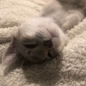 Meet your Posher, Laurel